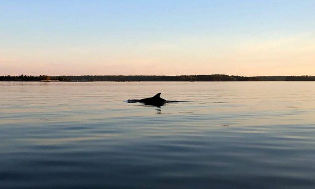 Dolphins Play at Pernajanlahti in the Gulf of Finland; ‘It Was a Surreal Experience’