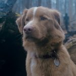 TONY ÖHBERG’S CUT: ‘Good Boy’; Stay! There’s Nothing Good Out There