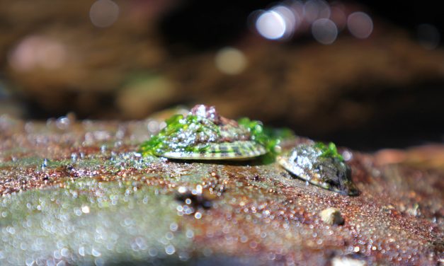 Mussel Species in Western Finnish River Are Recovering