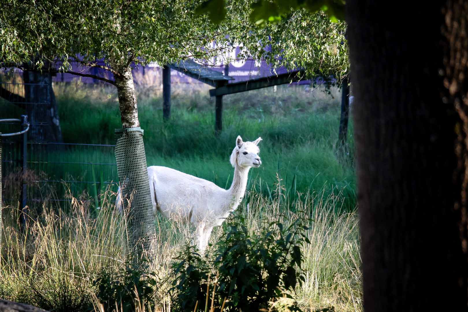 Jazz fills the air, a llama listens. Photograph: J.T. FOR FINLAND TODAY