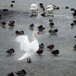 H5N1 Bird Flu Detected in Helsinki Wild Birds