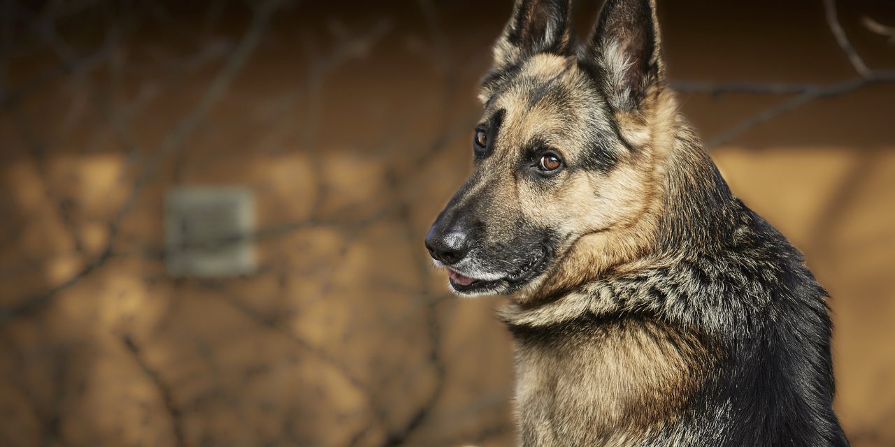 Borders Close From Tourists