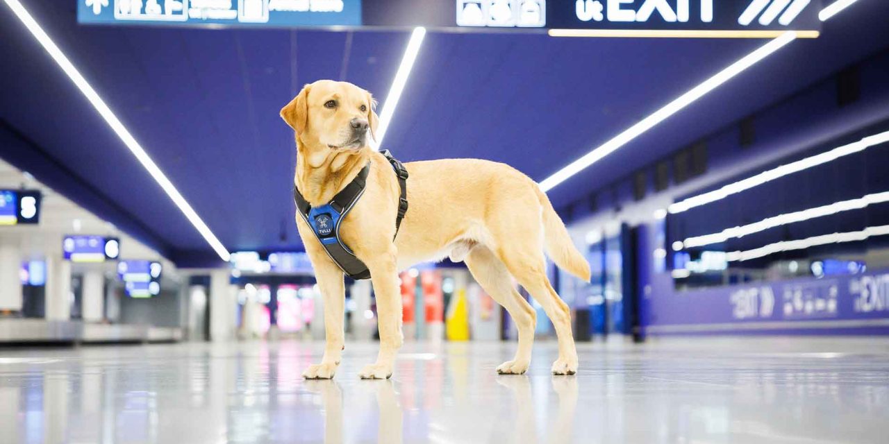 Customs Seize Record Amounts of Narcotics and Weapons in 2025 Amid Surge in Designer Drugs and Tobacco Smuggling