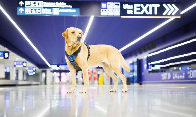 Customs Seize Record Amounts of Narcotics and Weapons in 2025 Amid Surge in Designer Drugs and Tobacco Smuggling