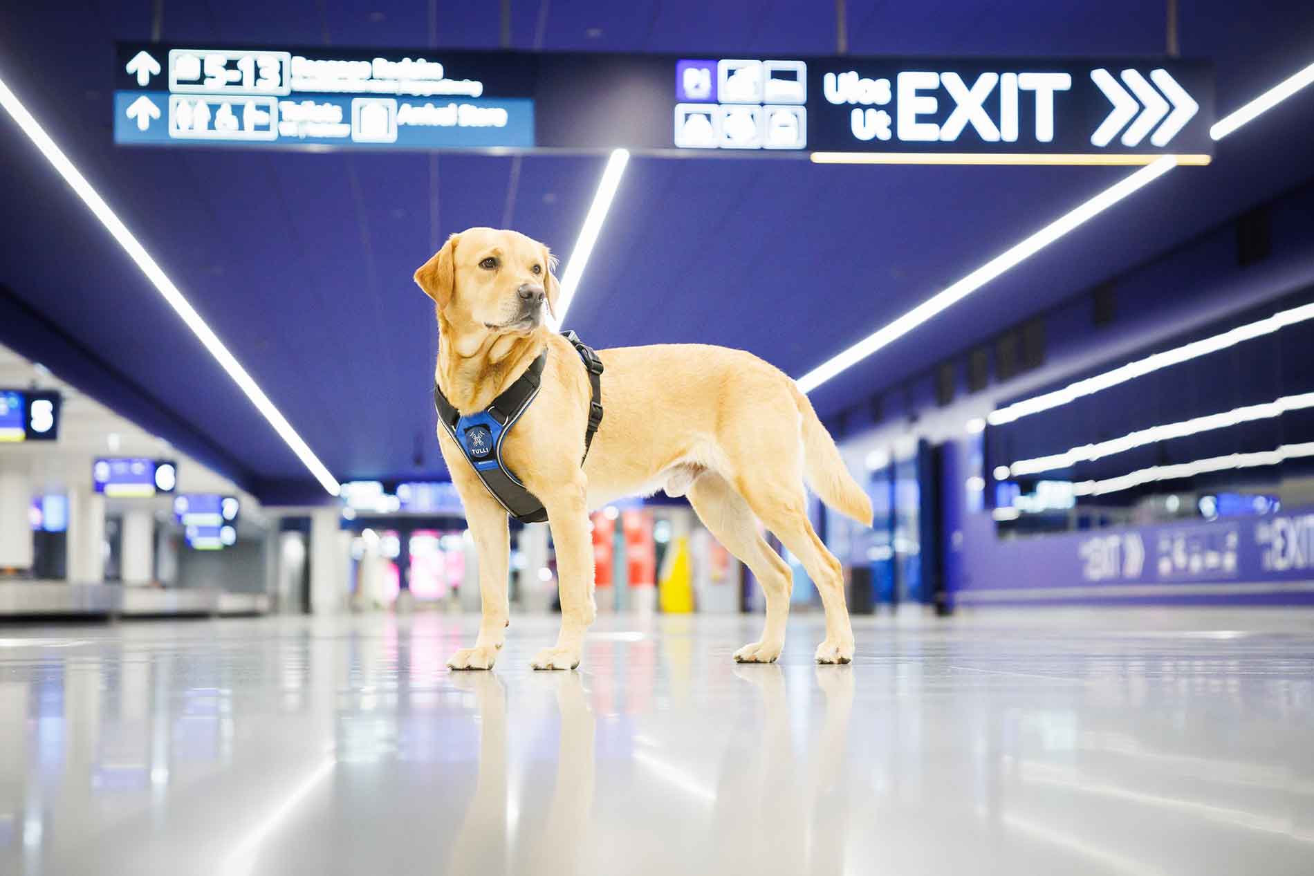 A yellow Labrador Retriever named Rico has been recognized for his outstanding work in detecting illegal food products and contraband at customs. Photo credit: Jukka Pätynen
