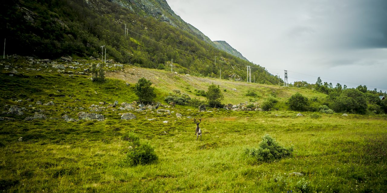 From Finland to Norway via Russia – Arctic Ecology is Recovering