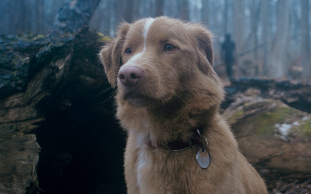 TONY ÖHBERG’S CUT: ‘Good Boy’; Stay! There’s Nothing Good Out There