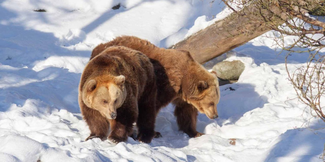 GALLERY: Sofia and Yulia, Helsinki Zoo’s Sleepy Bears, Wake to the Sound of a Water Pipe