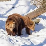 GALLERY: Sofia and Yulia, Helsinki Zoo’s Sleepy Bears, Wake to the Sound of a Water Pipe