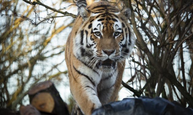 Staff of Korkeasaari Zoo to Keep Two-Meter Distance to Tigers, Which Could Contract Coronavirus